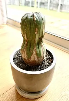 ユーフォルビア オベサ 観葉植物 塊根植物 コーデックス【鉢ごと発送】
