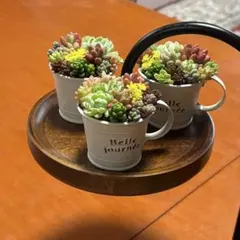 多肉植物 寄せ植え そのまま飾れる‪ ·͜·♡‬カップNo.3
