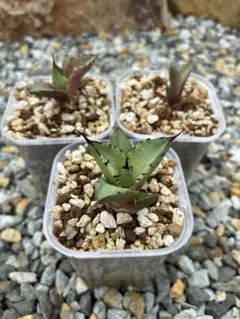 2025年最新】アガベ FO-076の人気アイテム - メルカリ