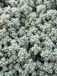 多肉植物 セダム ブレビフォリウム ダシフィルム 70カット - メルカリ