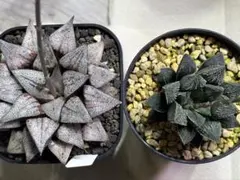 クリス様 リクエスト 2点 まとめ商品