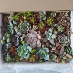 多肉植物カット苗　詰め合わせ　寄せ植え