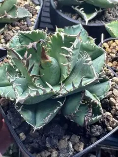 2025年最新】クラウンイーグル アガベの人気アイテム - メルカリ