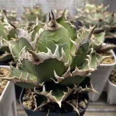 2025年最新】lize アガベの人気アイテム - メルカリ