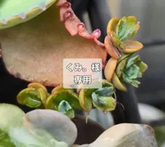 くみ。様 リクエスト 2点 まとめ商品