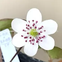 はる様リクエスト♪3点まとめ種子✿雪割草5粒＆クリスマスローズ3粒と5粒☆送料込