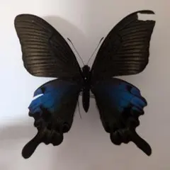 2026年最新】蝶の人気アイテム - メルカリ