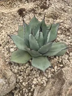 アガベ パラサナ 大株 地植え 最終値下げ中 - メルカリ