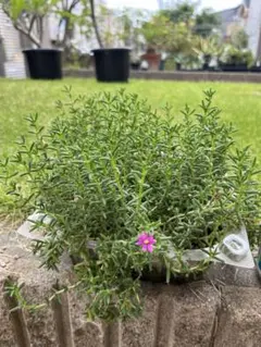 Fk様 リクエスト 2点 まとめ商品