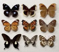 最終価格‼️外国産蝶標本【絶滅種】ヒイロツマベニ♂♂標本セット