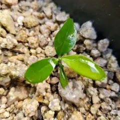 柑橘系 苗木