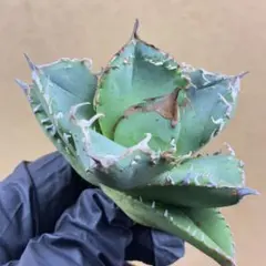 2026年最新】チタノタ ブツブツの人気アイテム - メルカリ