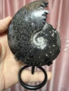 希少超大 マダガスカル産 新地層産ブラックアンモナイトアラゴナイト