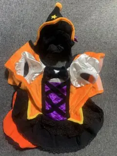 犬服　ハロウィンのサムネイル