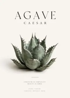 【3枚で1200円】☆Agave Caesar アガベ チタノタ カエサルのサムネイル
