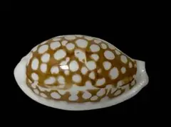 カノコダカラ 2.37cm 貝殻標本