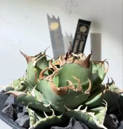 2026年最新】魔丸 アガベの人気アイテム - メルカリ