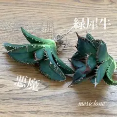 2025年最新】アガベ イラン株の人気アイテム - メルカリ