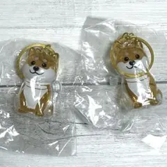 柴犬　セレモニー　メモリアル