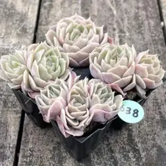 2026年最新】多肉植物エケベリア寄せ植えセット多肉弁当の人気アイテム