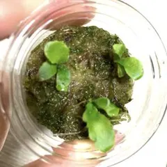 ビカクシダ OMG 胞子培養株 - メルカリ