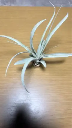 カウツキーハイブリッドパープル(tillandsia、チランジア、エア