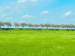 【makomo様 専用】◎他の方購入出来ません
