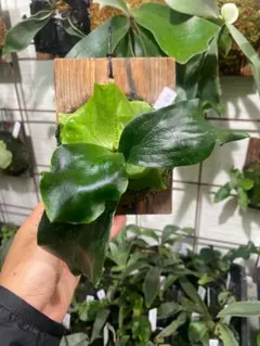 Tomosuke456様 リクエスト 2点 まとめ商品