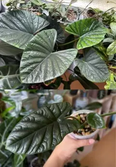 2025年最新】アロカシア シヌアータの人気アイテム - メルカリ