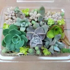 多肉植物　カット苗　詰め合わせ　寄せ植えセット　七福神入り