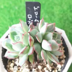 まる様 リクエスト 3点 まとめ商品