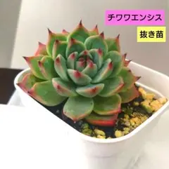 ①多肉植物エケベリア【チワワエンシス】抜き苗