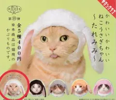 かわいいかわいいねこうさぎちゃん たれみみ