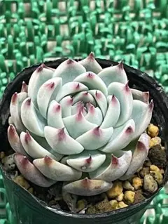 2026年最新】チワワエンシスの人気アイテム - メルカリ