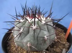 2026年最新】コピアポア 黒王丸の人気アイテム - メルカリ