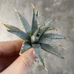 2026年最新】アガベの人気アイテム - メルカリ