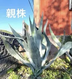限定価格‼️アガベ　超特大　アメリカーナ　今なら子株3株付き 現品】アガベ・アメリカーナ 華厳 特大株 13号 黒鉢（3） : 花の