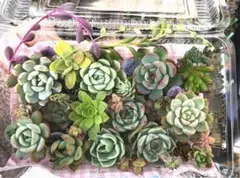 くまこさま　ローズセダム　　4 2025年最新】ローズセダムの人気アイテム - メルカリ