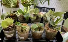 希少ビカクシダ9種まとめ売り - メルカリ