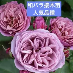 2026年最新】レア薔薇苗の人気アイテム - メルカリ