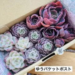 2026年最新】韓国苗 多肉 セットの人気アイテム - メルカリ