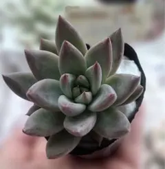 2026年最新】ファームパルクさん苗の人気アイテム - メルカリ