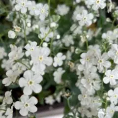 蒔きどき！オンファロデス　リニフォリア　種子100粒