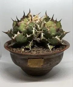 2026年最新】姫厳竜の人気アイテム - メルカリ