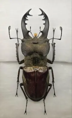 2025年最新】ミヤマクワガタ標本の人気アイテム - メルカリ