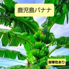 九州バナナ 島津バナナ 耐寒性2本組苗 - メルカリ