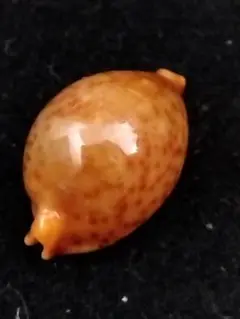 標本