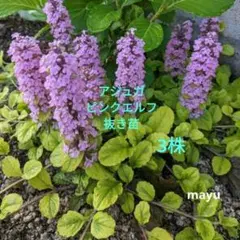アジュガピンクエルフ　ガーデニング　花苗　多年草　シェードガーデン　カラーリーフのサムネイル
