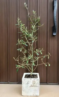 オリーブの木 ネバディロブランコ デザインテラコッタ鉢植え 苗 - メルカリ