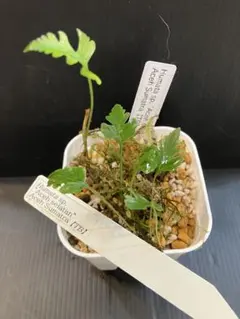 アデニア アクレアータ② 観葉植物 多肉植物 コーデックス アガベ